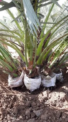 Date Palm 